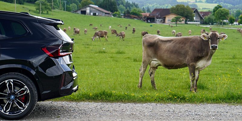 Das Heck eines BMW iX1 mit einer Kuh.